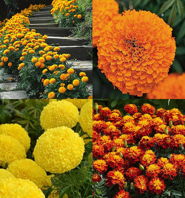 ibains Marigold flower seeds mix pack of 51 Seed(11 per packet)