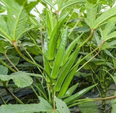 HYBRID 100g, indo agri radhika bhindi/ okra seeds highest yield Verity early fruiting Seed(100 g)