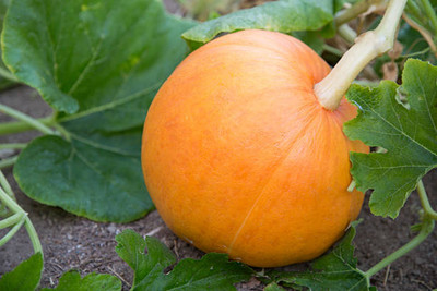 Kodali Hybrid F1 Pumpkin Seed Pack Of 24 Seed(24 per packet)