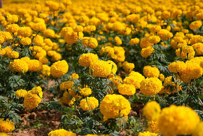 JDM marigold/gende ka phool flower seeds Seed(75 per packet)