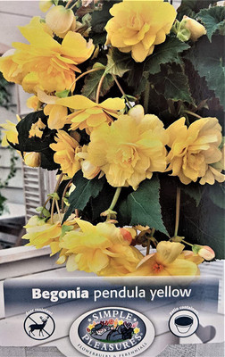 VibeX LXI-73 - Pendula Yellow Begonia - (270 Seeds) Seed(270 per packet)
