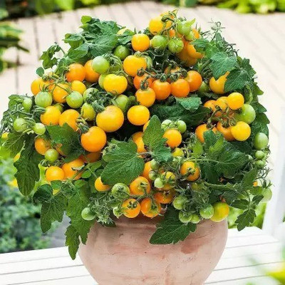 MAA Tomato, Tomato yellow cherry Seed(45 per packet)