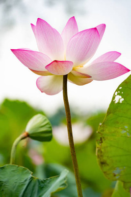 Alishaa Lotus Seed(10 per packet)
