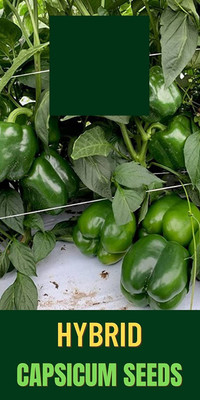 VibeX HUA-14 - Hybrid Green Capsicum - (1350 Seeds) Seed(1350 per packet)