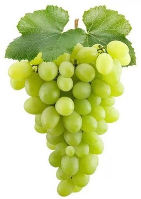 Oliver GRAPE FRUIT SEED Seed(58 per packet)