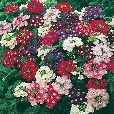 Lorvox Verbena- Mammoth Mix Seed(75 per packet)