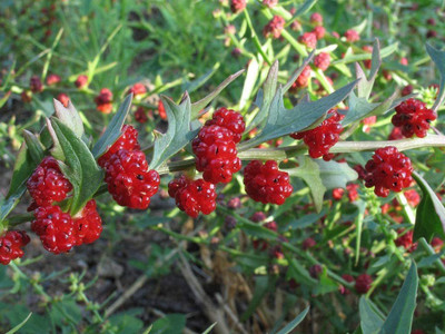 VibeX ® VXI-353 Spinach, Strawberry (Chenopodium capitatum) Seed(500 per packet)