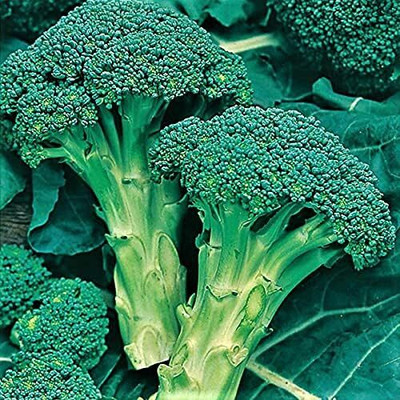 WILLVINE HAR -IV Broccoli Seed, Green Sprouting Calabrese [25g] Seed(7500 per packet)