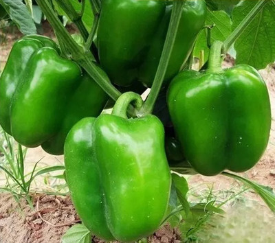 Kirat Capsicum Green Bell Pepper Seed(500 per packet)