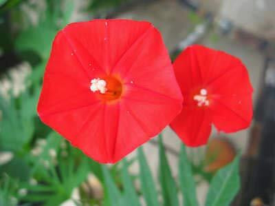 ACCELCROP Morning glory/ipomoea triloba flower Seed(80 per packet)
