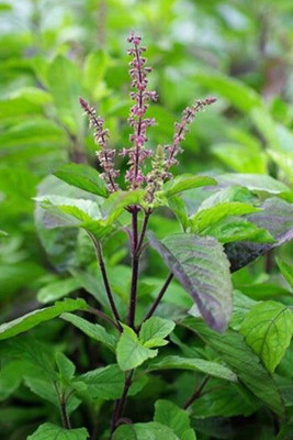 LPR TULSI, BASIL SEEDS Seed(30 per packet)