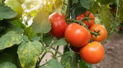 Oliver HYBRID F1 QUALITY TOMATO SEEDS Seed(20 per packet)
