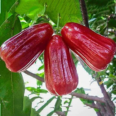 Aywal HYBRID FRESH RED APPLE Seed(15 per packet)