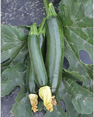 Qualtivate GBPT-5A Fascienne F1 Hybrid Summer Squash Seeds Seed(30 per packet)