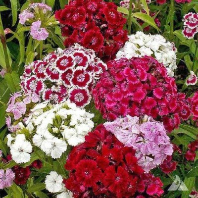 CYBEXIS Sweet William Mix garden flower seeds Seed(50 per packet)