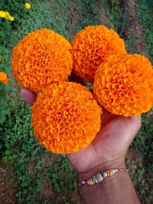 DEYS AGRO ™ genda phool or marigold flower seeds hybrid mix for planting Seed(130 per packet)
