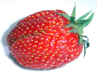 ActrovaX Sweet Charlie Strawberry Seed(200 per packet)
