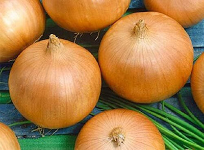 KNESSiN Giant Onion Chalcedony Vegetable Seeds For Planting-(300 Seeds) Seed(300 per packet)