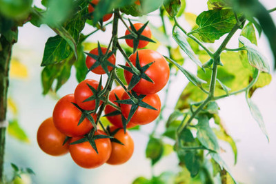 SANGEETS COLLECTION tomato Seed(100 per packet)