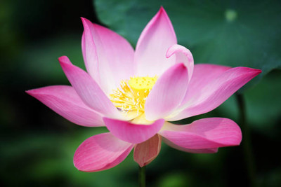 SIDDHI VINAYAK lotus,kamal gatta Seed(10 per packet)