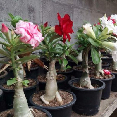 Qualtivate NBIR-148 Mixed 9 Types Double Desert Rose Seeds Seed(30 per packet)