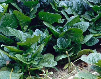 VibeX ® XLR-293 Malabar Spinach Green Stem Variety Seed(500 per packet)