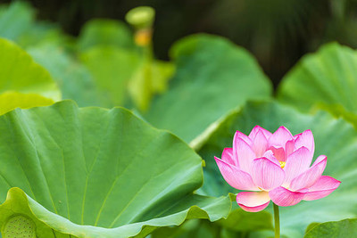 Apni Maati lotus,kamal gatta Seed(11 per packet)