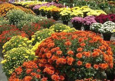 kranthi farms Chrysanthemum Seed(30 per packet)