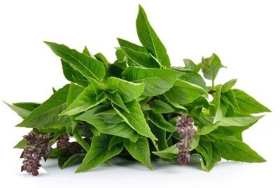 Qualtivate XLR-25 Amethyst Improved Basil Seed(1000 per packet)