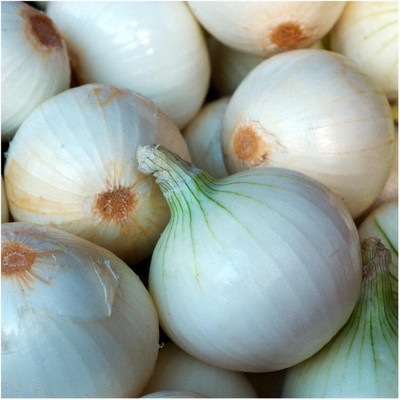 KNESSiN Heat Tolerant White Sweet Onion Vegetable Seeds for Garden-(2400 Seeds) Seed(2400 per packet)
