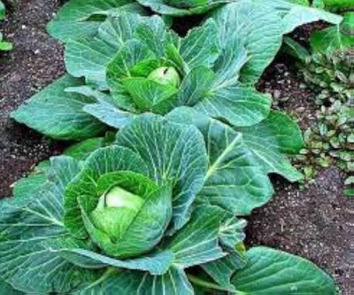 AMAJIT Hybride F1 Cabbage Plant Seeds, Gobhee ka beej, Badhakopi Seed Seed(80 per packet)