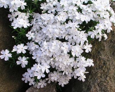 CYBEXIS Creeping Phlox, White400 Seeds Seed(400 per packet)