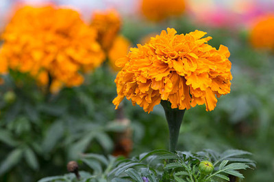 AgroAcres marigold/gende ka phool flower seeds Seed(25 per packet)