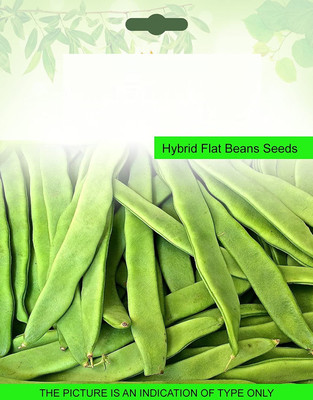 CYBEXIS Hybrid Flat Beans800 Seeds Seed(800 per packet)