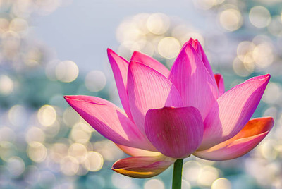 Around Creation lotus,kamal gatta Seed(14 per packet)