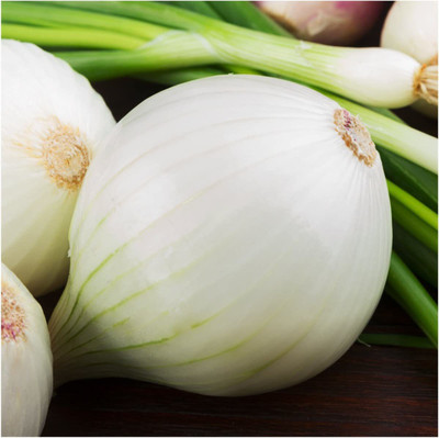 CYBEXIS TLX-92 - White Sweet Spanish Onion - (1500 Seeds) Seed(1500 per packet)