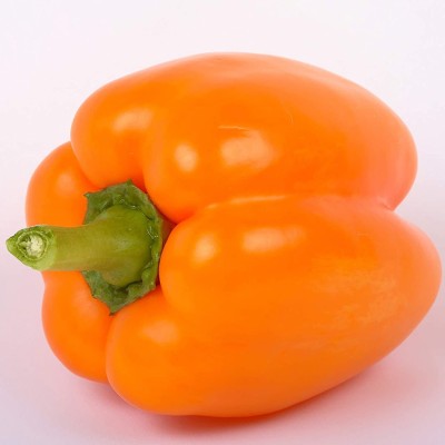 CYBEXIS Orange Hybrid Capsicum Seeds600 Seeds Seed(600 per packet)