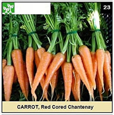 CYBEXIS RED CORED CHANTENAY CARROT1000 Seeds Seed(1000 per packet)