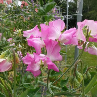 LASMA Sweet Pea Gwendoline Seed(20 per packet)