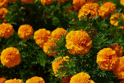 Fedrigoni marigold,gende ka phool seeds Seed(20 per packet)