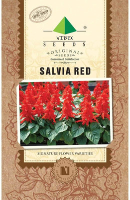 CYBEXIS Salvia Salvano Flower Seeds Seed(50 per packet)