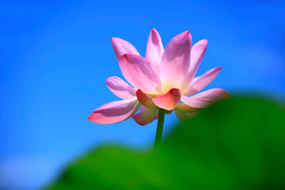 KOO Retails lotus,kamal gatta Seed(15 per packet)
