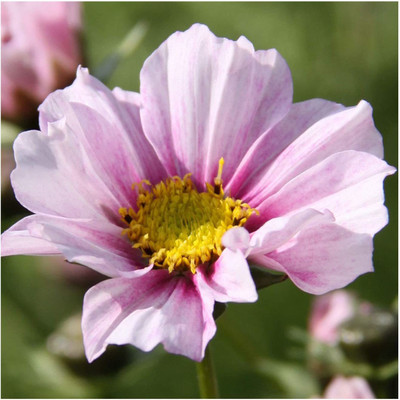 CYBEXIS Cosmos 'Daydream' Seeds. Daydream Cosmos Seed(50 per packet)
