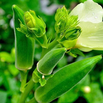 ActrovaX Abelmoschus Esculentus Vegetable GREEN-OKRA[2000 Seeds] Seed(2000 per packet)