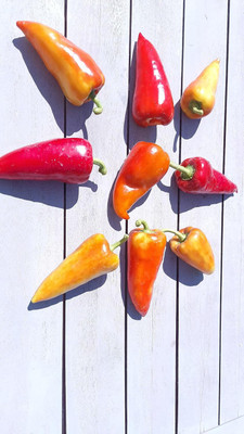 KNESSiN Hybrid Sweet Sakura Chilli Vegetable Seeds for Garden-(600 Seeds) Seed(600 per packet)
