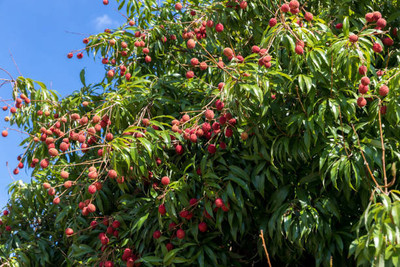 MAA LITCHI,LICHEE,LYCHEE Seed(11 per packet)