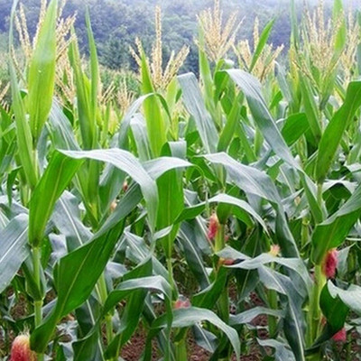 CYBEXIS Corn Seeds Yellow Natural High Germination Rate 2000 Seeds Seed(2000 per packet)