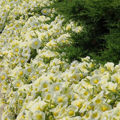 Qualtivate PUAS-258 Petunia - Madness Series Flower Garden Seed - White Blooms Seed(50 per packet)