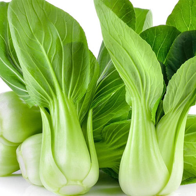 WILLVINE NKR -XI Bok Choy Pak Choi White Cabbage [25g] Seed(7500 per packet)