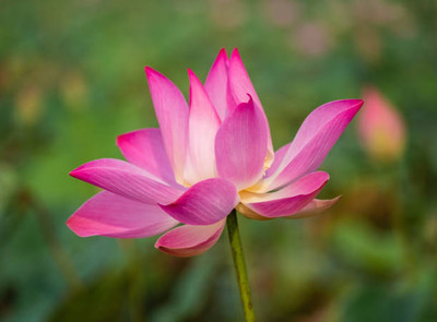 Desi Nushke lotus,kamal gatta Seed(11 per packet)